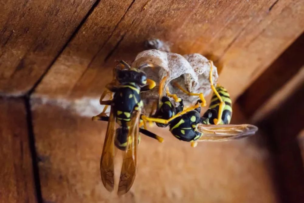 Two wasps are actively building their nest on a wooden wall, illustrating the need for stinging control services in Jacksonville, FL.